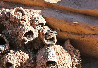 White-breasted Nuthatch 2018-02-03
