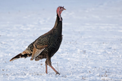 Wild Turkey 2018-02-03