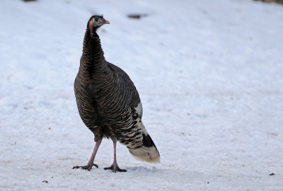 Wild Turkey 2018-02-03