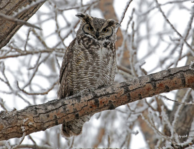 Great Horned Owl 2018-02-09