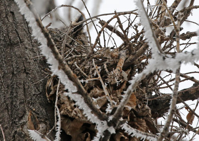 Great Horned Owl 2018-02-09