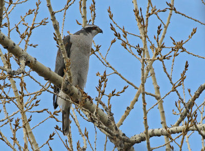 American Goshawk 2017-12-03