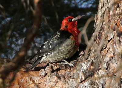 Red-breasted Sapsucker 2017-12-24
