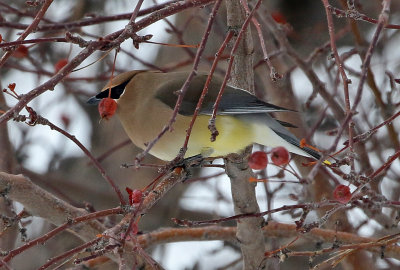 Cedar Waxwing 2018-02-23