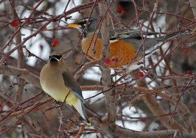 Cedar Waxwing 2018-02-23