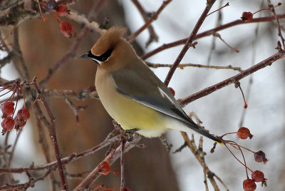 Cedar Waxwing 2018-02-23