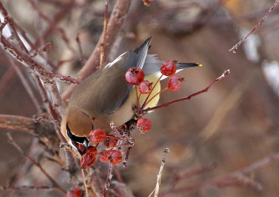 Cedar Waxwing 2018-02-23