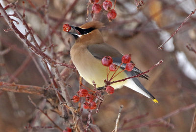 Cedar Waxwing 2018-02-23