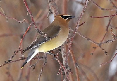 Cedar Waxwing 2018-02-23