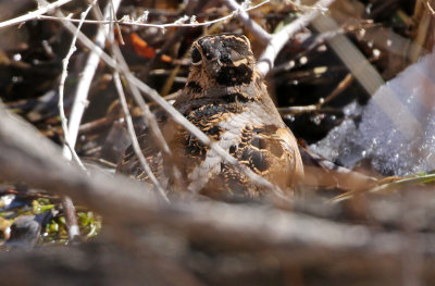 American Woodcock 2018-02-25