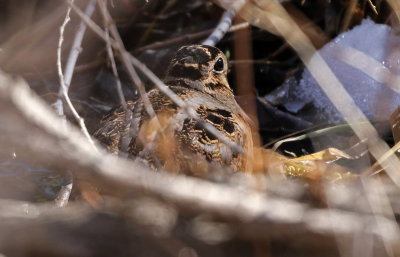 American Woodcock 2018-02-25