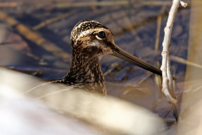 Wilson's Snipe 2018-02-25