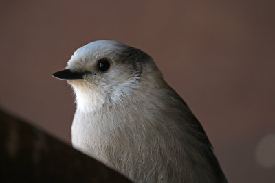 Gray Jay 2018-03-03