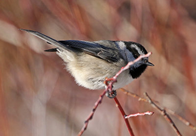 Mountain Chickadee 2018-03-03