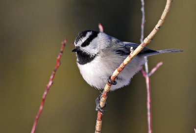 Mountain Chickadee 2018-03-03