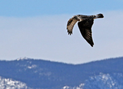 Rough-legged Hawk 2018-03-03