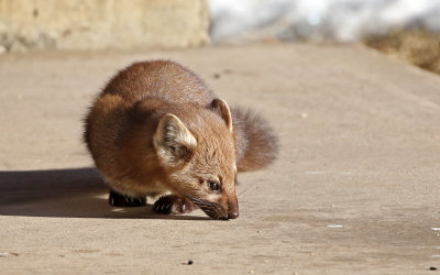 American Marten 2018-03-03