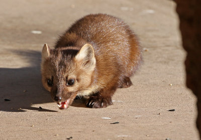 American Marten 2018-03-03