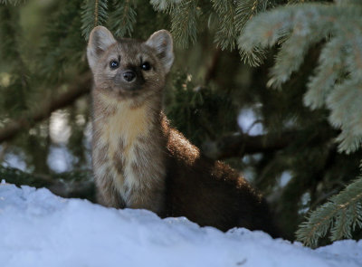 American Marten 2018-03-03