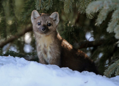American Marten 2018-03-03