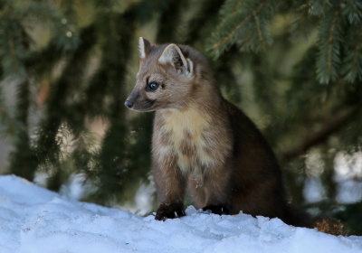 American Marten 2018-03-03