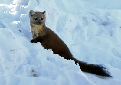 American Marten 2018-03-03