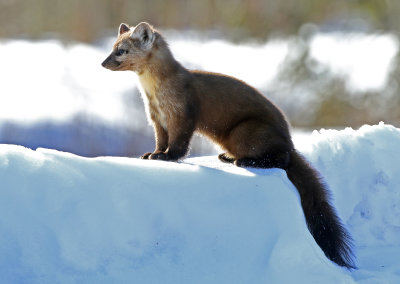 American Marten 2018-03-03