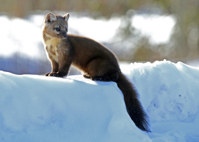 American Marten 2018-03-03