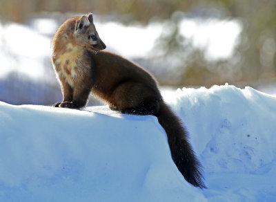 American Marten 2018-03-03