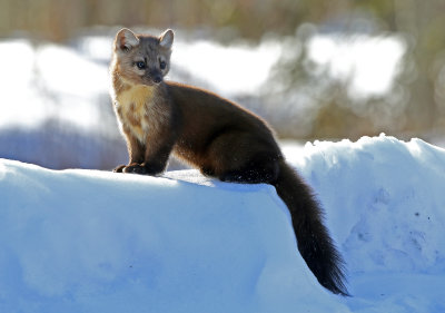 American Marten 2018-03-03