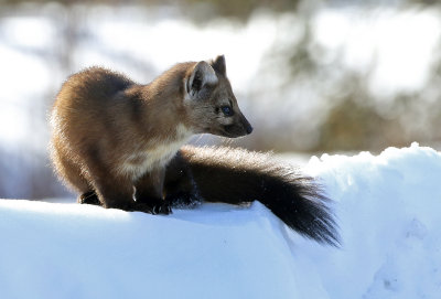 American Marten 2018-03-03