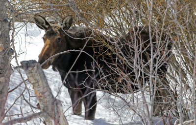 Moose 2018-03-03