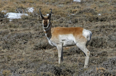 Pronghorn 2018-03-03