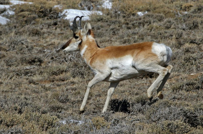 Pronghorn 2018-03-03