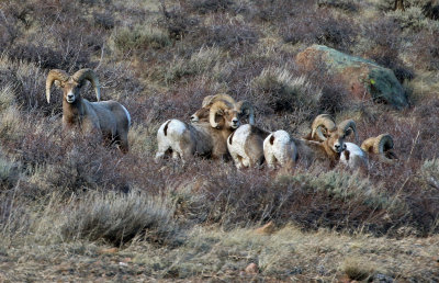 Rocky Mountain Bighorn Sheep 2018-03-03