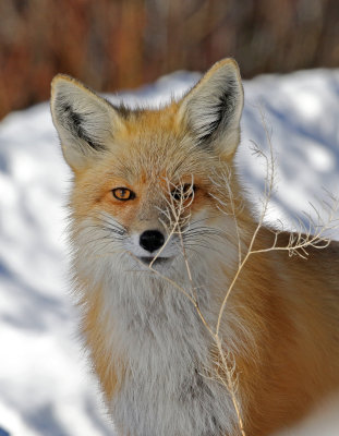 Red Fox 2018-03-03