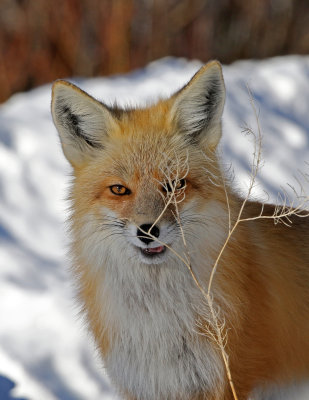 Red Fox 2018-03-03