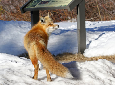 Red Fox 2018-03-03