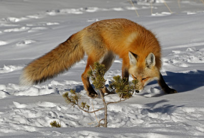 Red Fox 2018-03-03