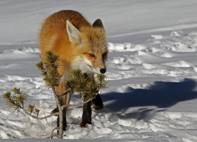 Red Fox 2018-03-03