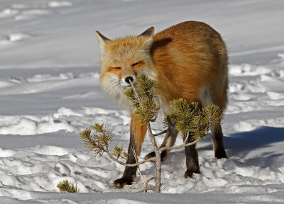 Red Fox 2018-03-03