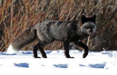 Red Fox 2018-03-03