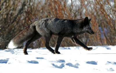 Red Fox 2018-03-03