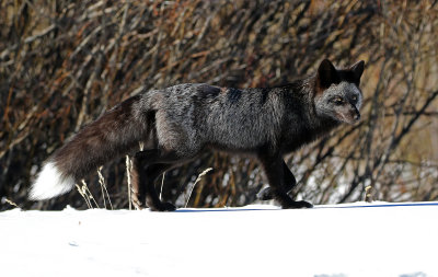 Red Fox 2018-03-03