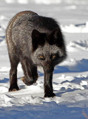 Red Fox 2018-03-03