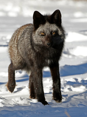 Red Fox 2018-03-03