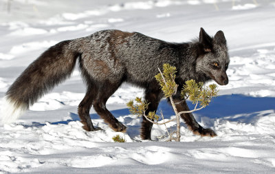Red Fox 2018-03-03