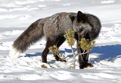 Red Fox 2018-03-03