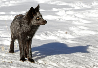 2018 Mammal Photos