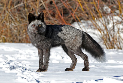 Red Fox 2018-03-03